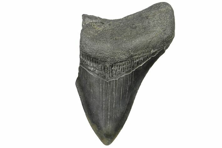 Bargain, Fossil Megalodon Tooth - South Carolina #169322